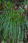 Longstalk sedge